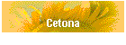 Cetona